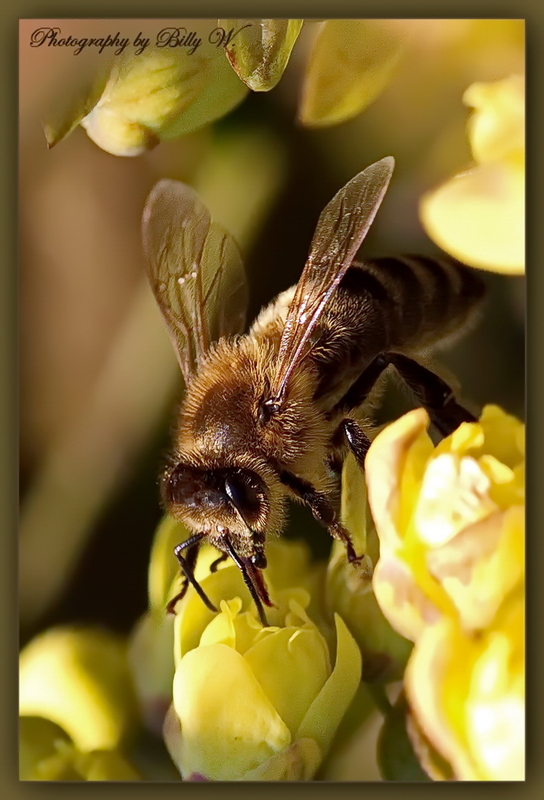 Biene beim Sammeln