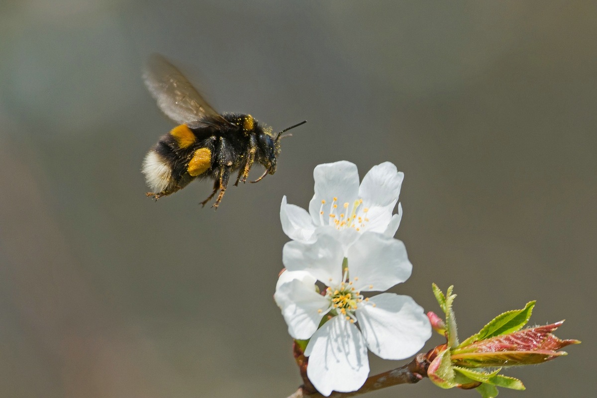 Hummelflug