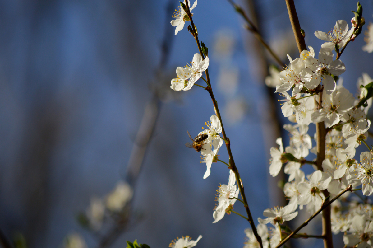 Die Bienen sind fleissig.
