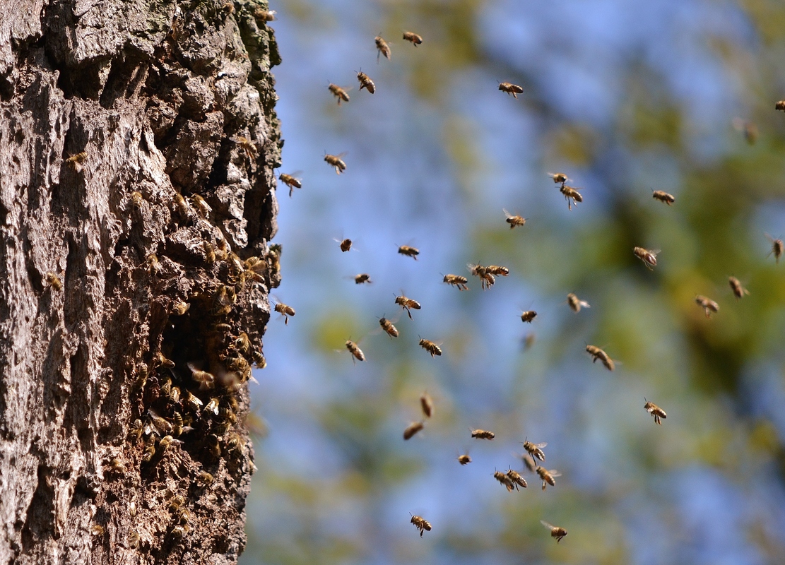 gewimmel................