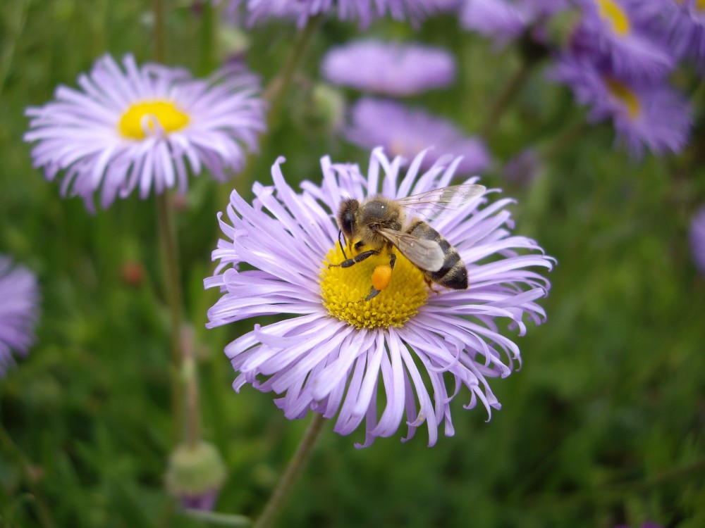 Fleissiges Bienchen