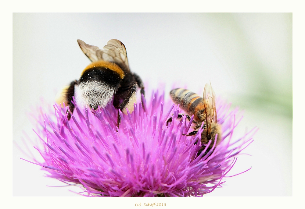 Multikulurelles Nebeneinander