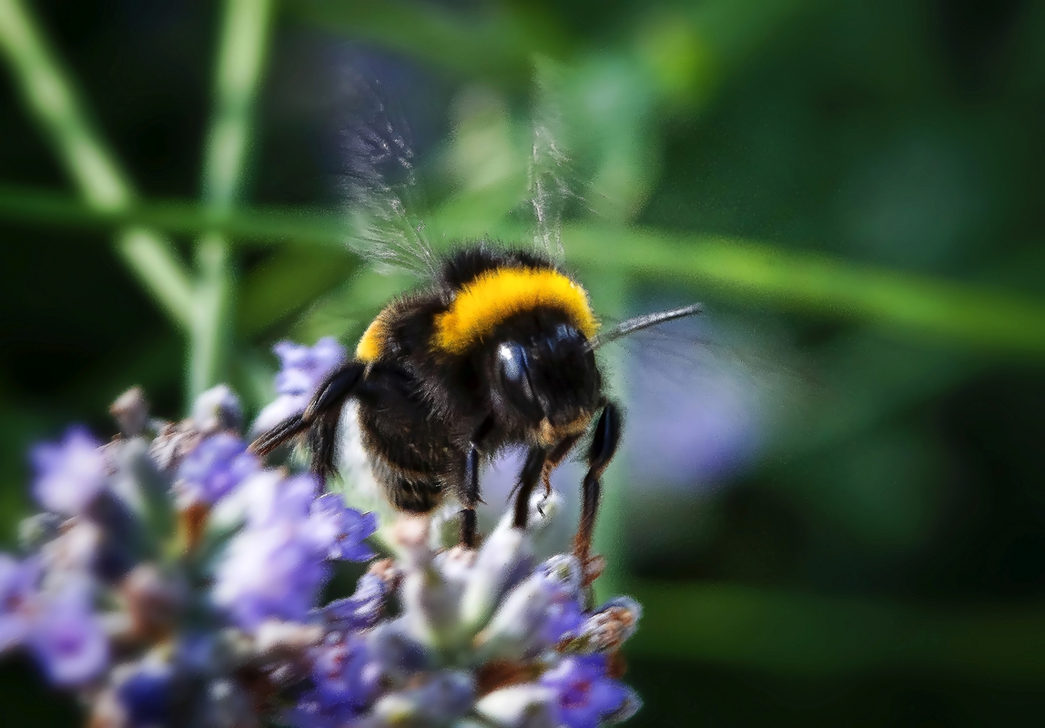 Abflug - Gartenhummel