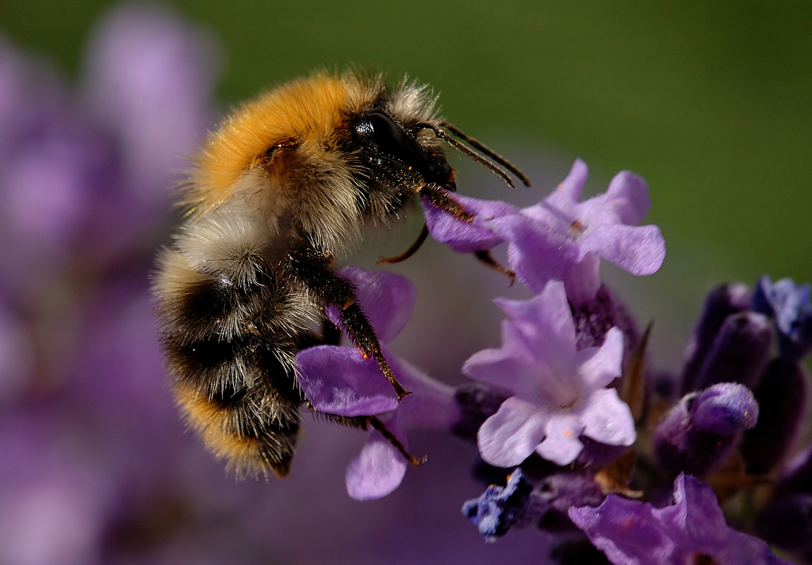 hummel