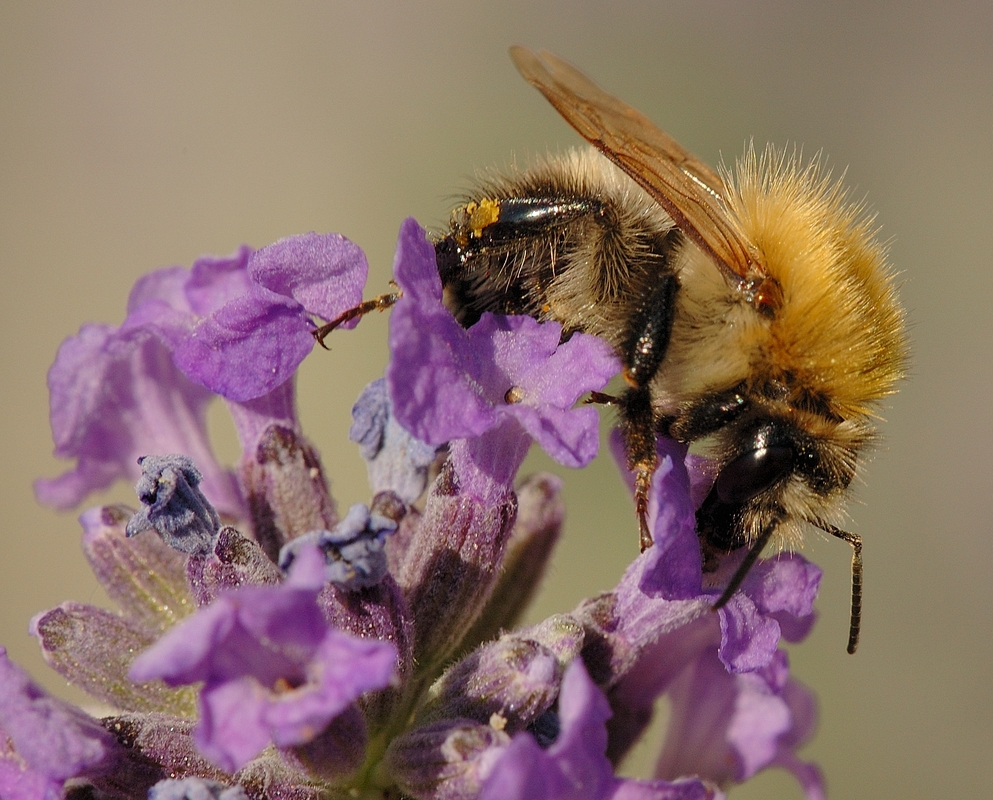 HummelHummel