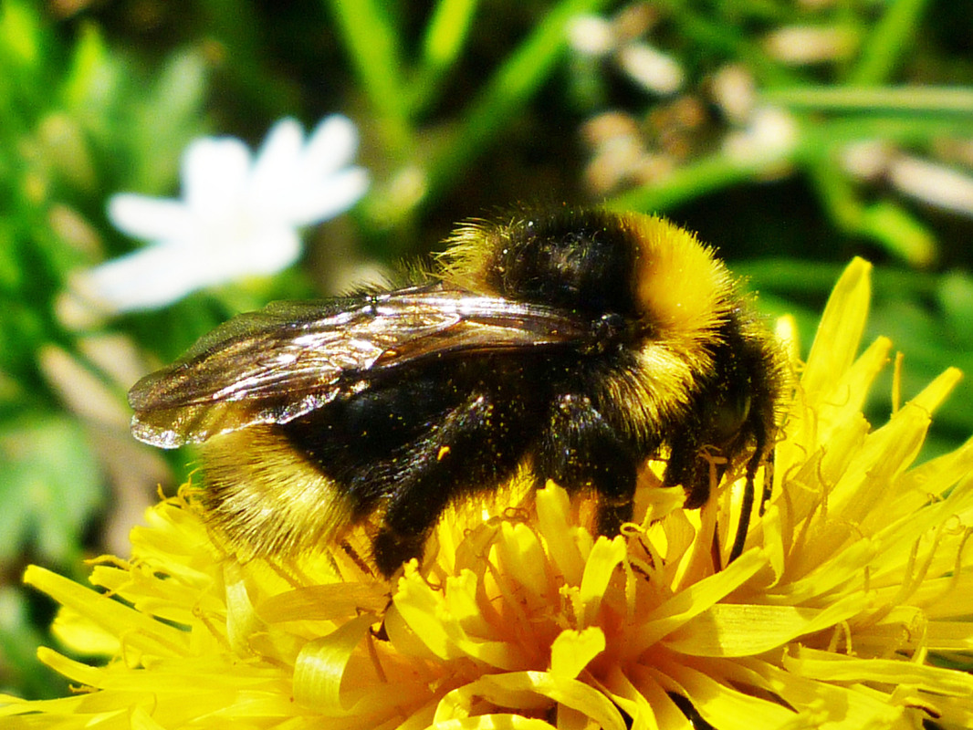 Hummel