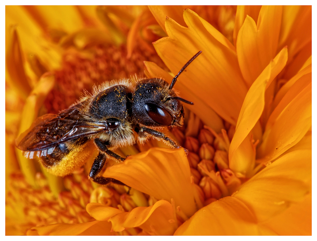 In der Ringelblume