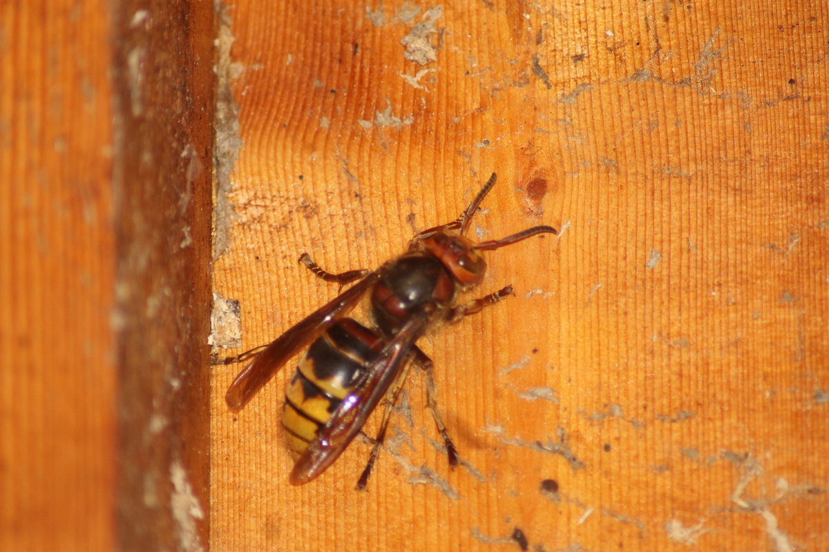 Gefahr im Bienenwargen
