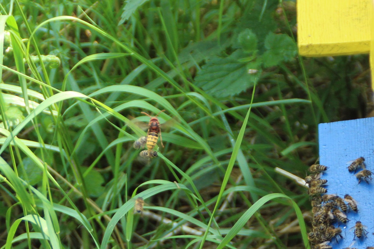 Hornisse im Anflug