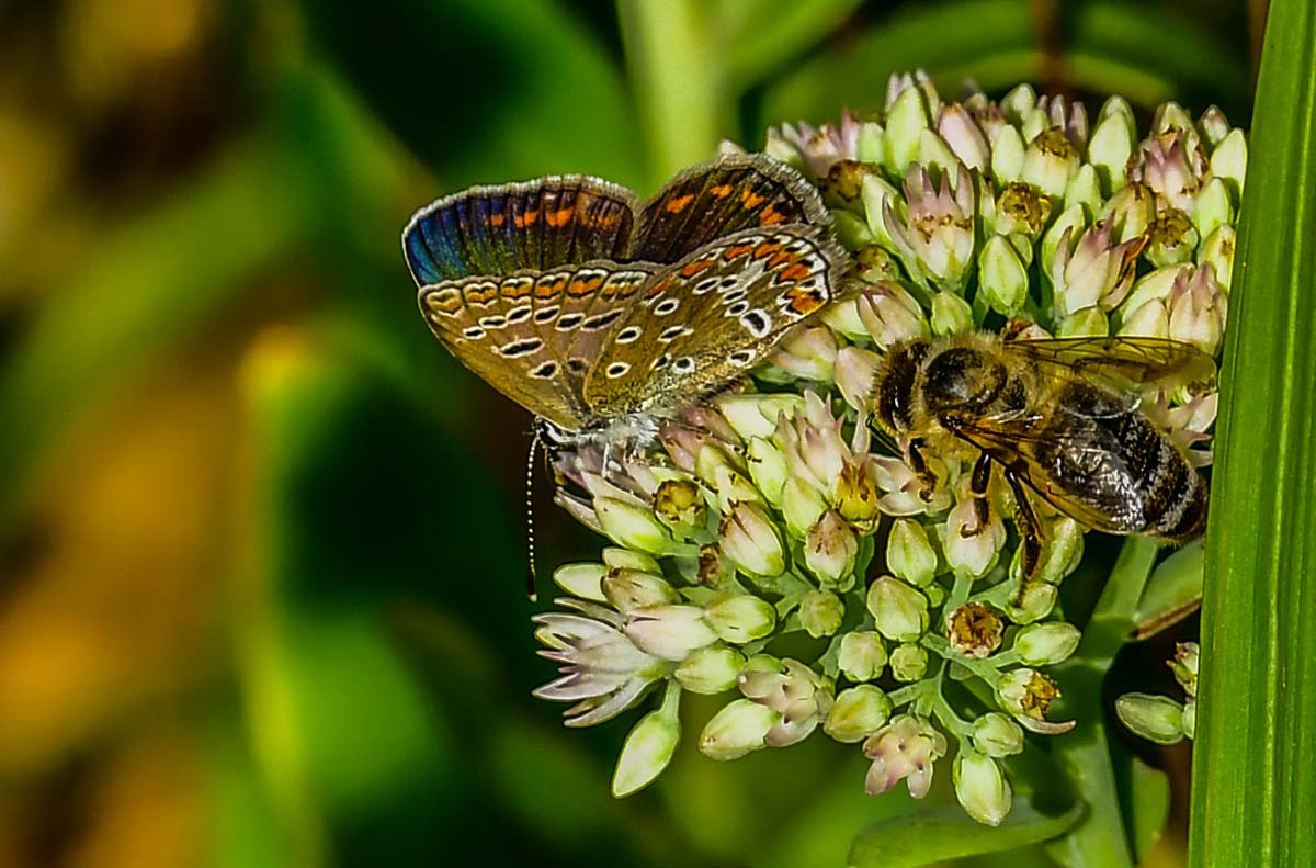 Biene und Schmetterling