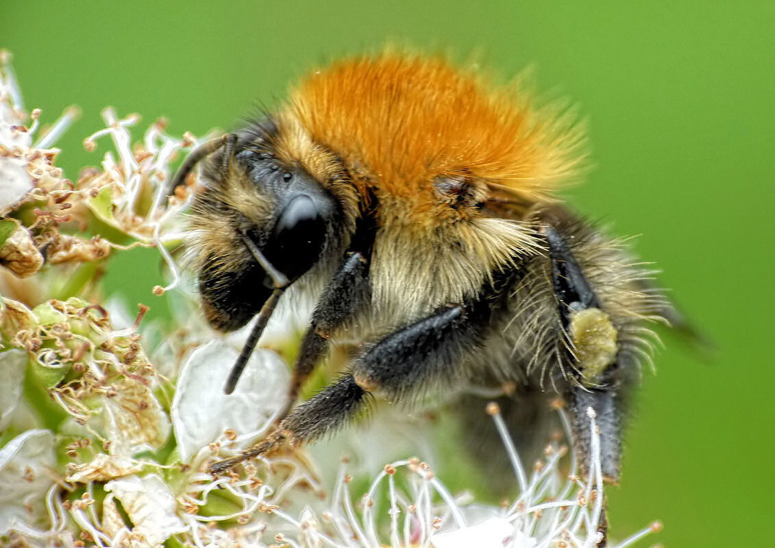 Da friert man trotz des Pelzes