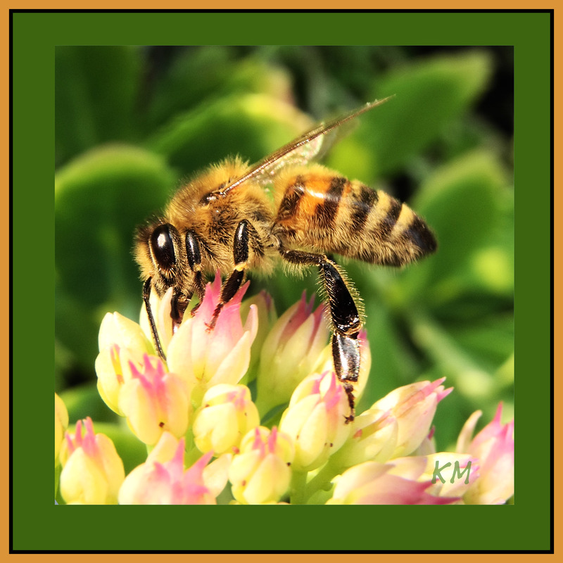 Bienenfleiß