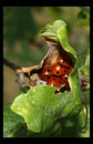 Fotos_Käfer & Ameisen