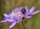 Trauer-Rosenkäfer auf Skabiose