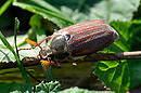 Fotos_Käfer & Ameisen