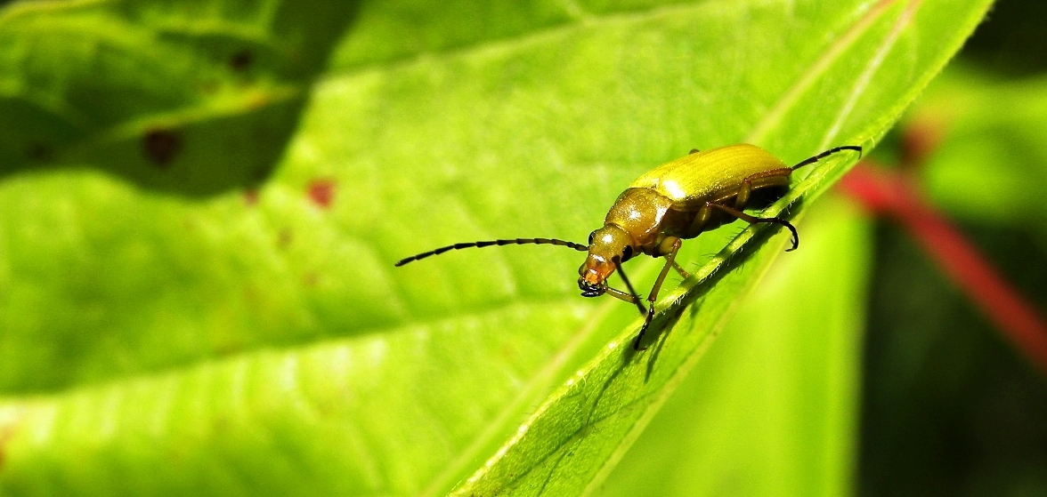 Balanceakt eines Schwefelkäfers.....