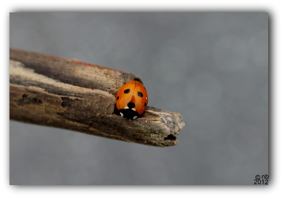 Der Marienkäfer............