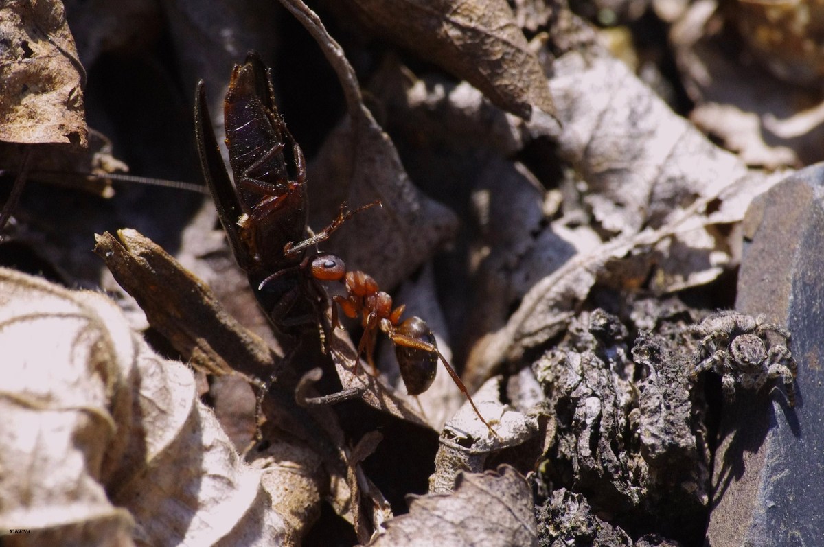 Springspinne