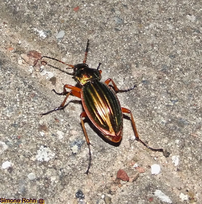 Laufkäfer