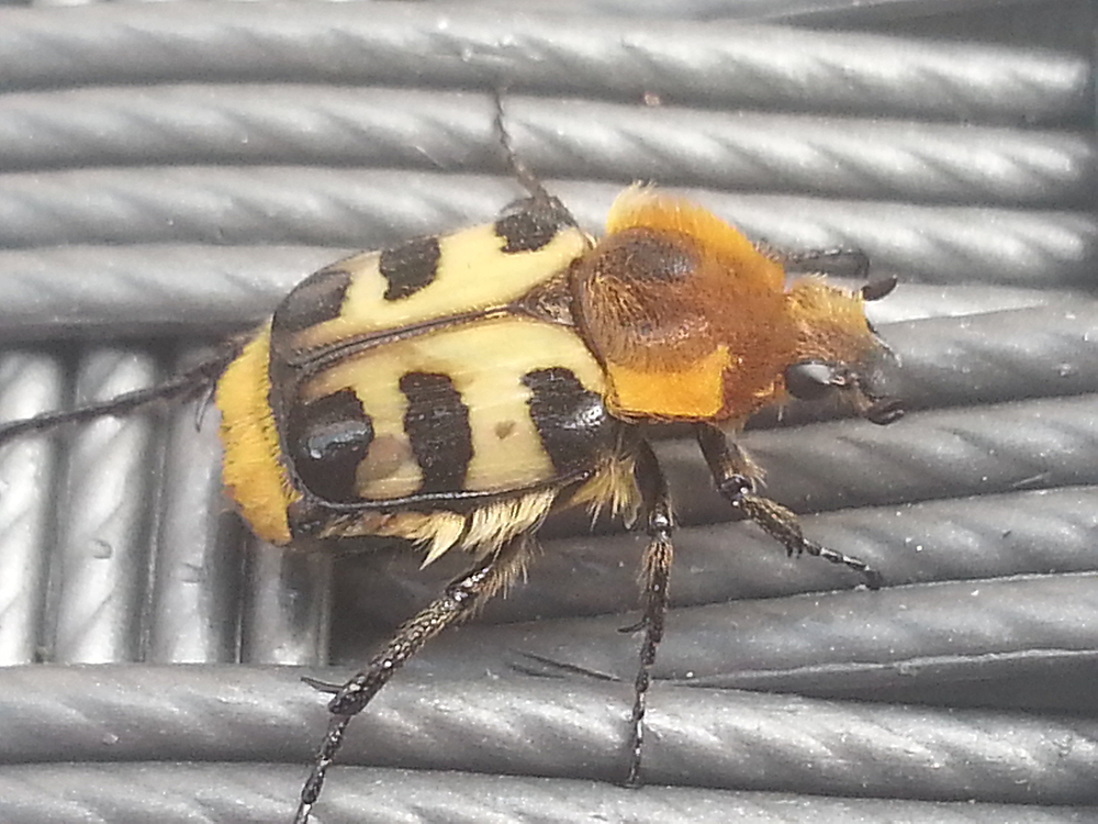 Gebänderter Pinselkäfer