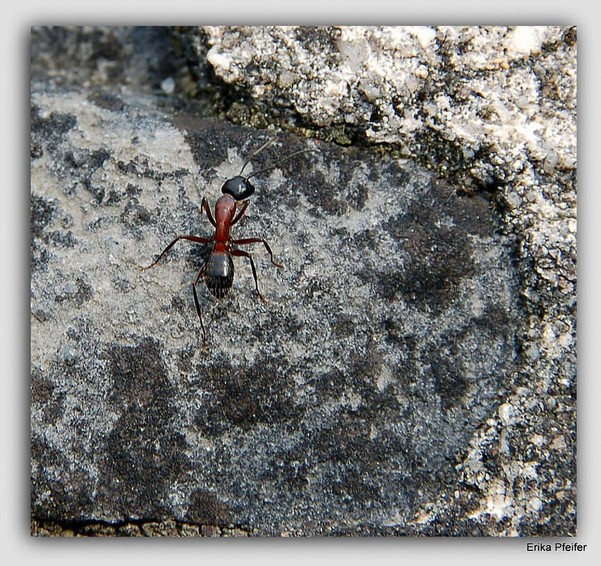 Die rote Ameisel