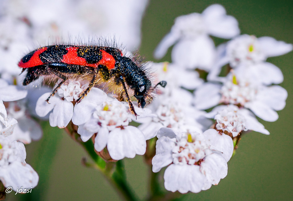 Zottige Bienenkäfer..