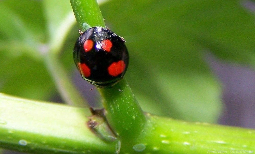 Marienkäfer in schwarz