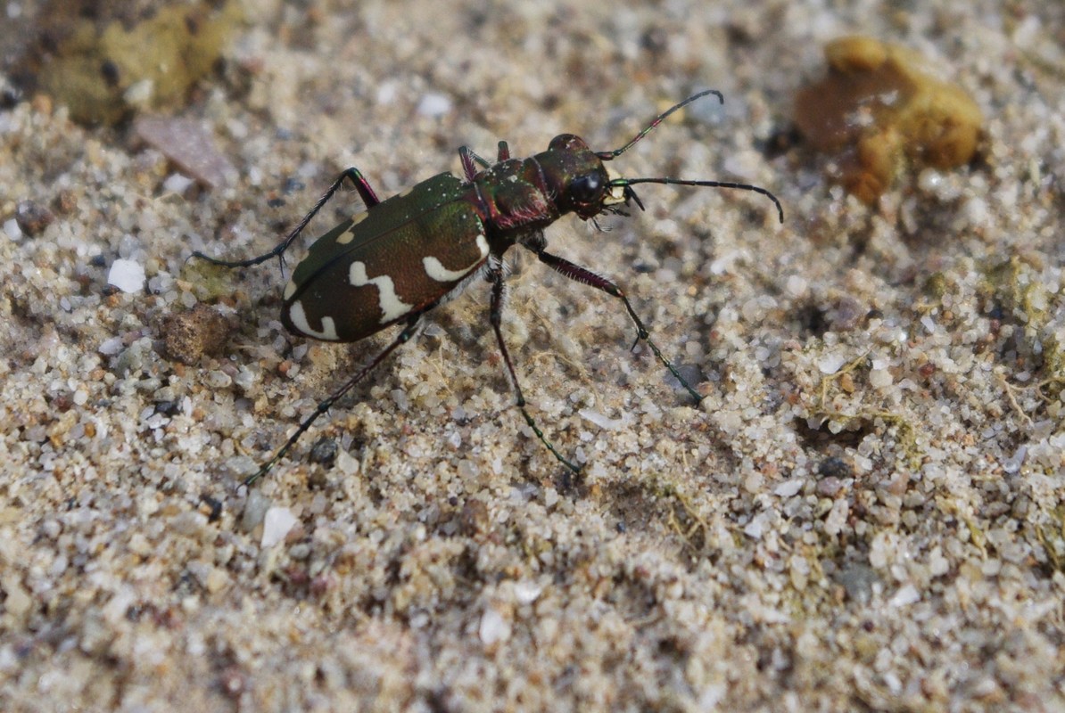 Käfer 2