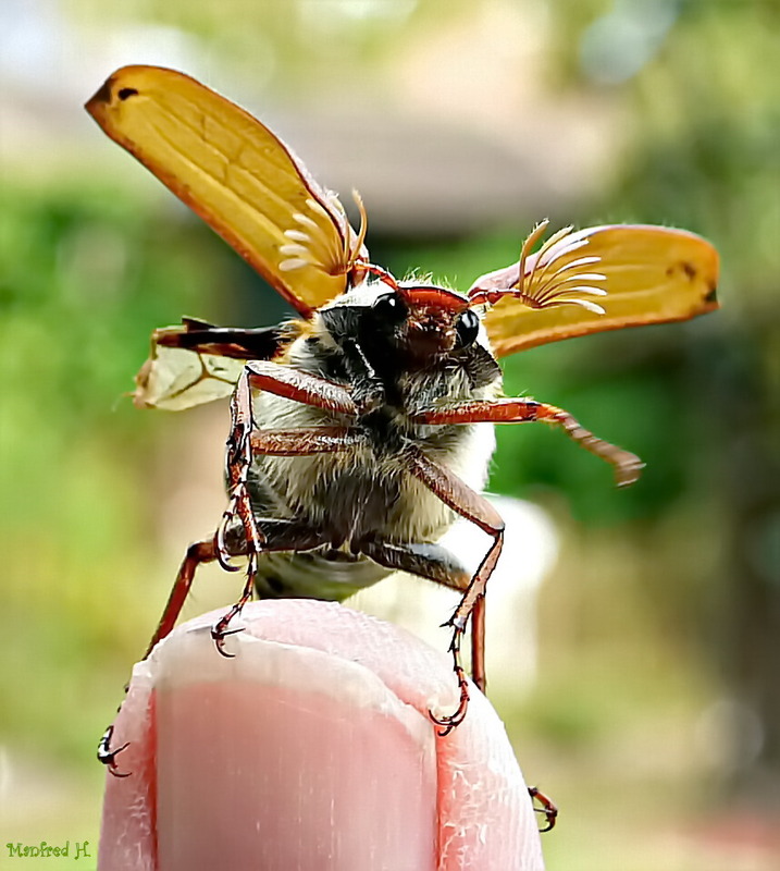Käfer des Monats Mai