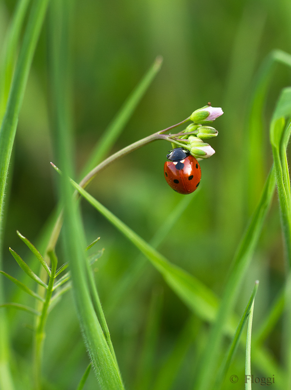 Siebenpunkt-Marienkäfer  5