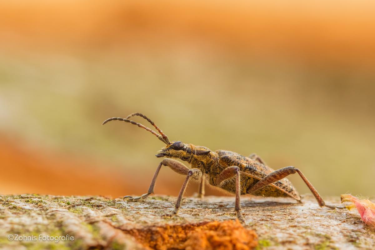Heute im Wald gesehen