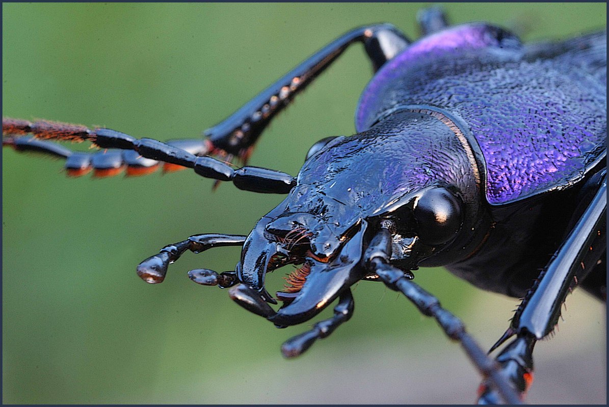 Goldleiste  Carabus violacelus