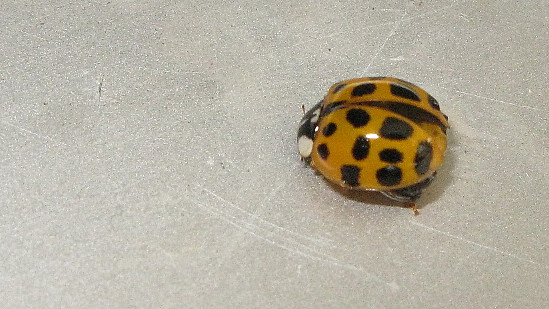 Neunzehnpunkt-Marienkäfer (Anisosticta novemdecimpunctata) auf unserem Balkon (06. Juli 2011) --- 2. Foto ---