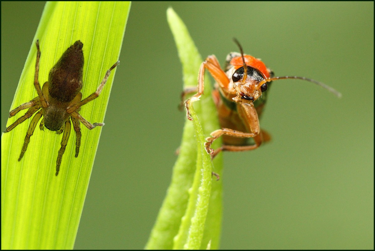Vertrautheit