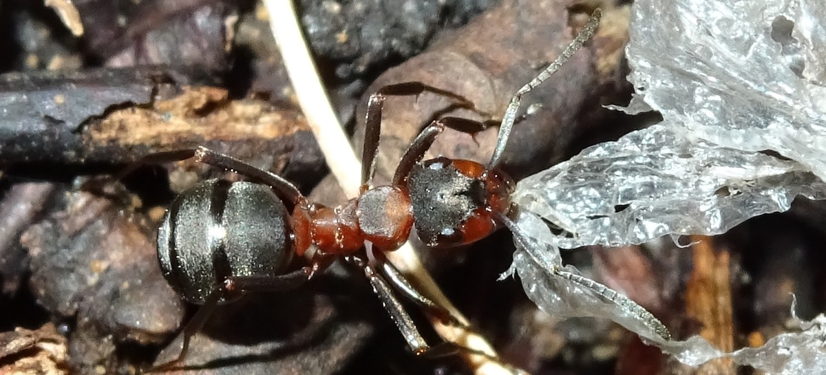 Rote Waldameise