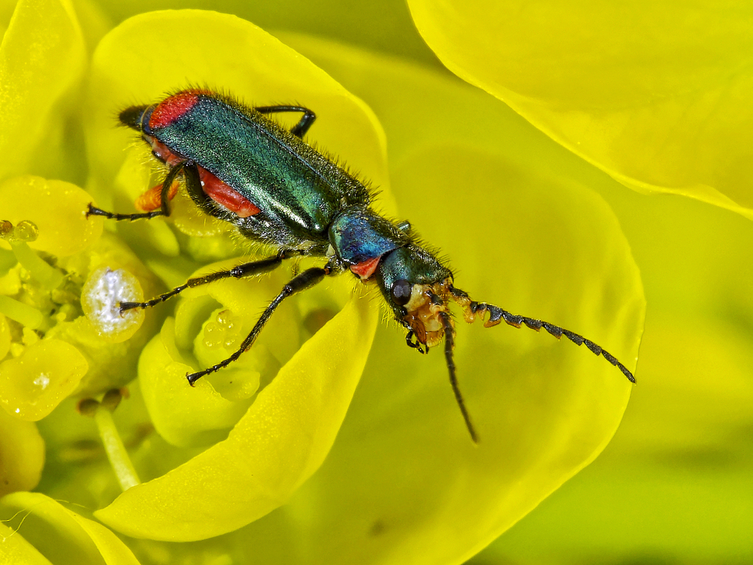 Malachius bipustulatus