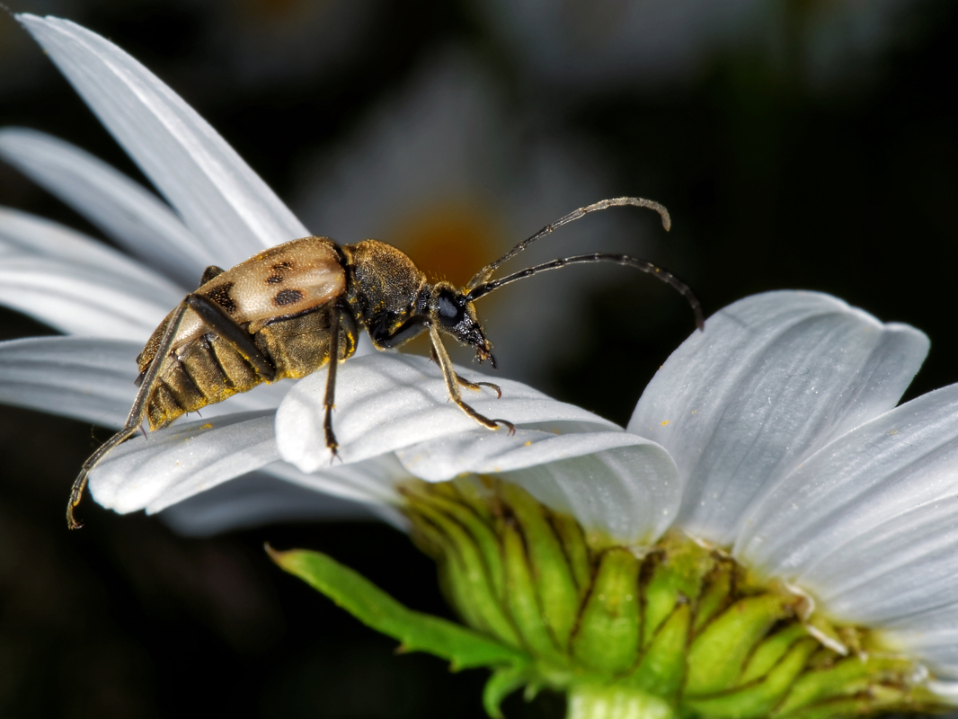 Pachytodes cerambyciformis
