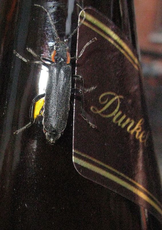 Eichenweichkäfer (Cantharis obscura) -1-