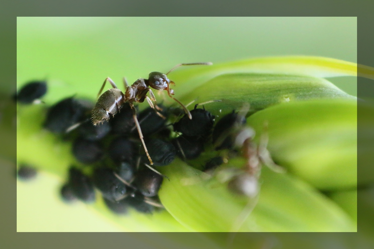 Ameise auf der Weide