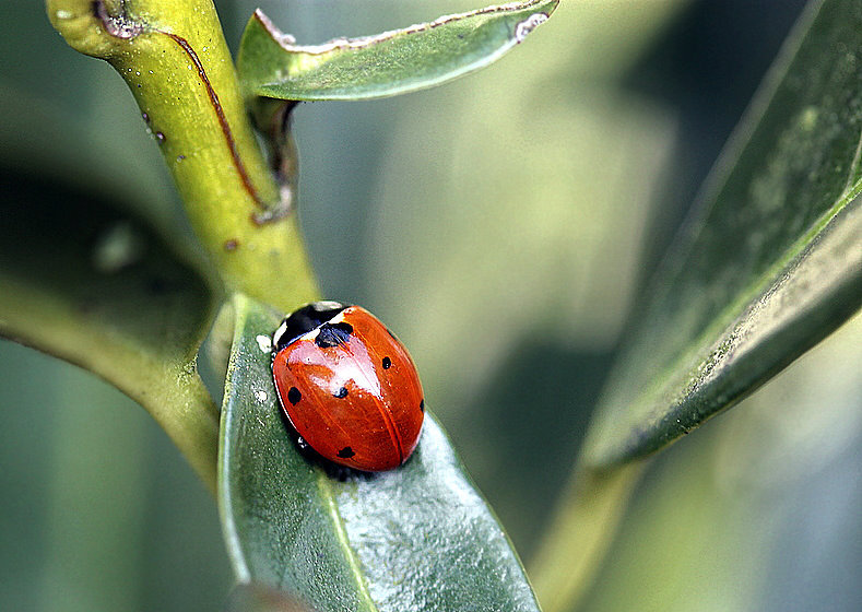 Ein glücklicher Käfer...