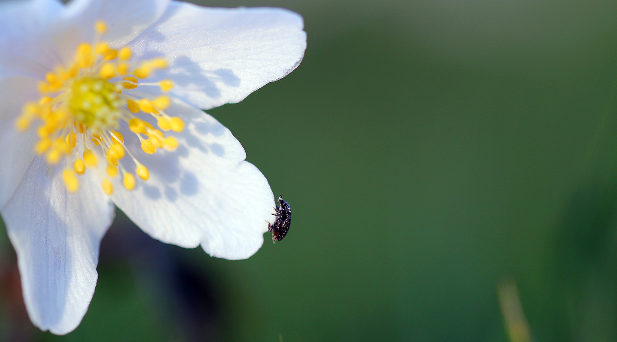Kein Schmetterling