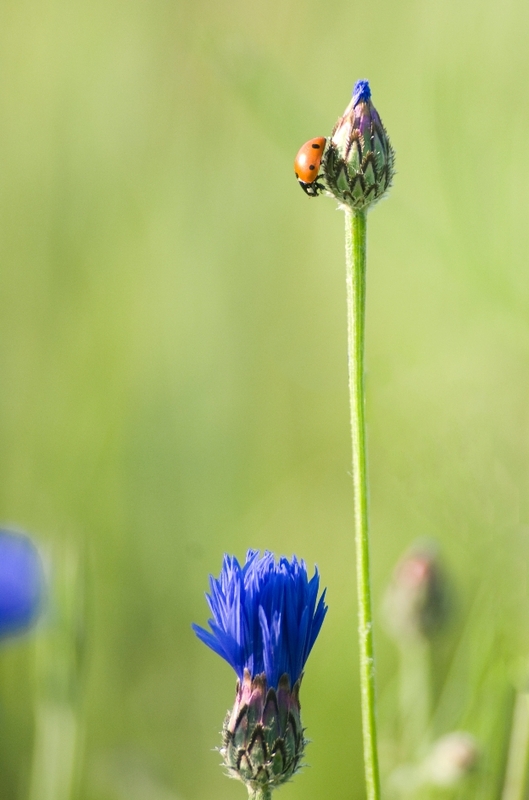 Sicherheitsblüte ;-)