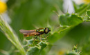 Fotos_Fliegen, Mücken, Schnaken