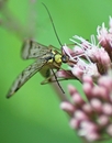 Skorpionsfliege