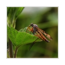 --- blöde schnepfe ---