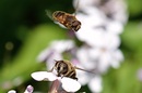 Fotos_Fliegen, Mücken, Schnaken