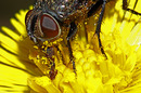 Fliege und Pollen.