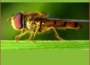 Fotos_Fliegen, Mücken, Schnaken