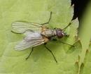 Fliege 3