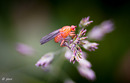 Fotos_Fliegen, Mücken, Schnaken